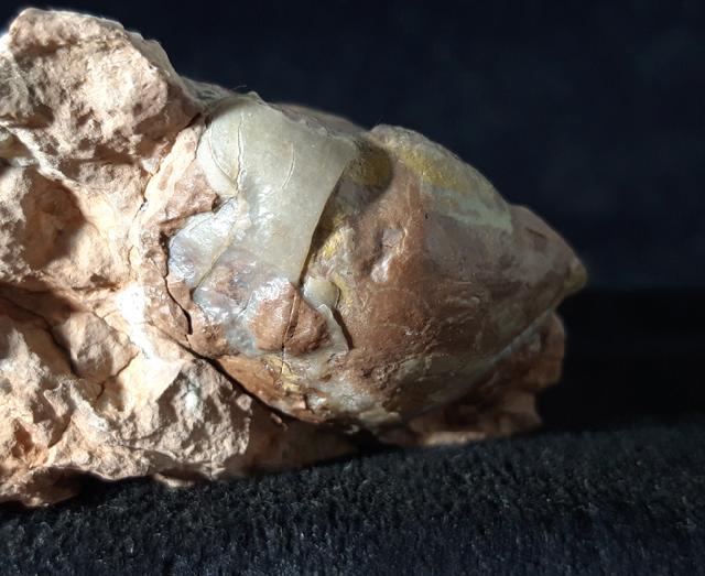 Illaenus sarsi JAANUSSON 1954 - Bild © FossNet FossilienStore